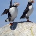 puffin_atlantic_msi_v_2514_can1882.jpg